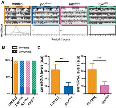 Neuronal and Glial Clocks Underlying Structural Remodeling of Pacemaker Neurons in Drosophila